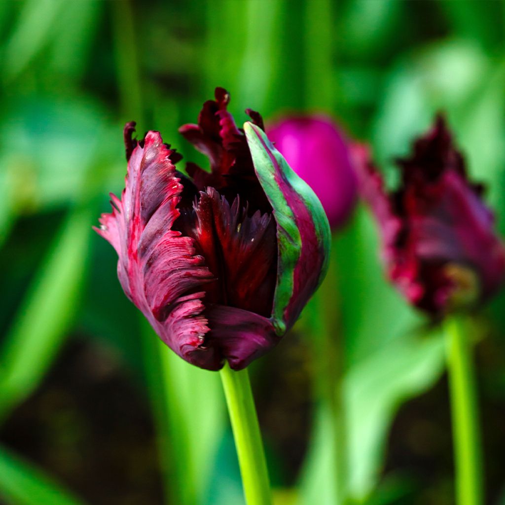 Tulipa Black Parrot - Papegaaitulp