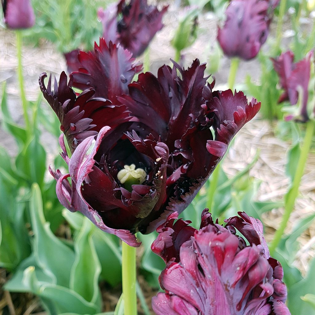 Tulipa Black Parrot - Papegaaitulp