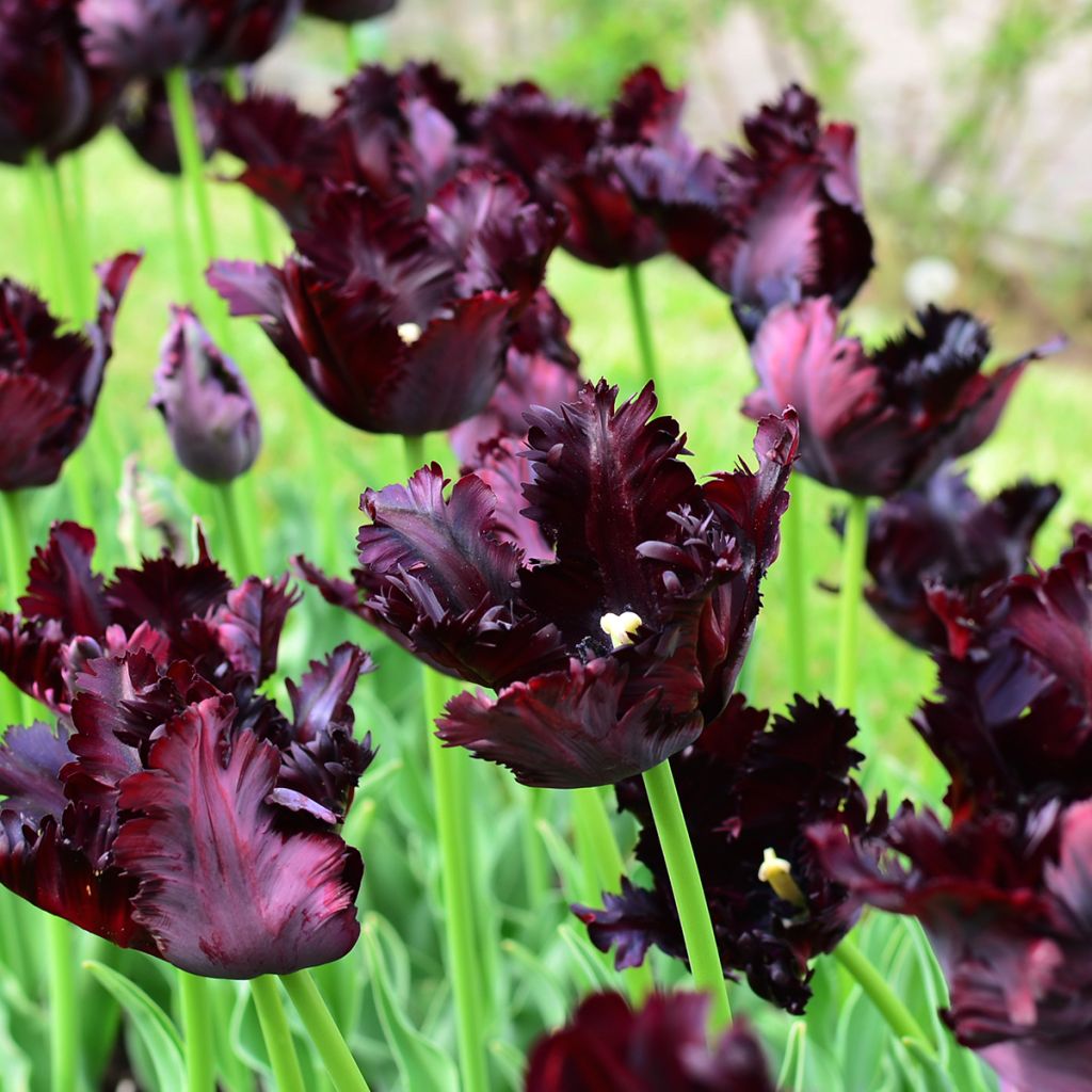 Tulipa Black Parrot - Papegaaitulp