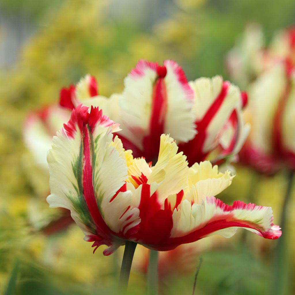 Tulipa Flaming Parrot - Papegaaitulp