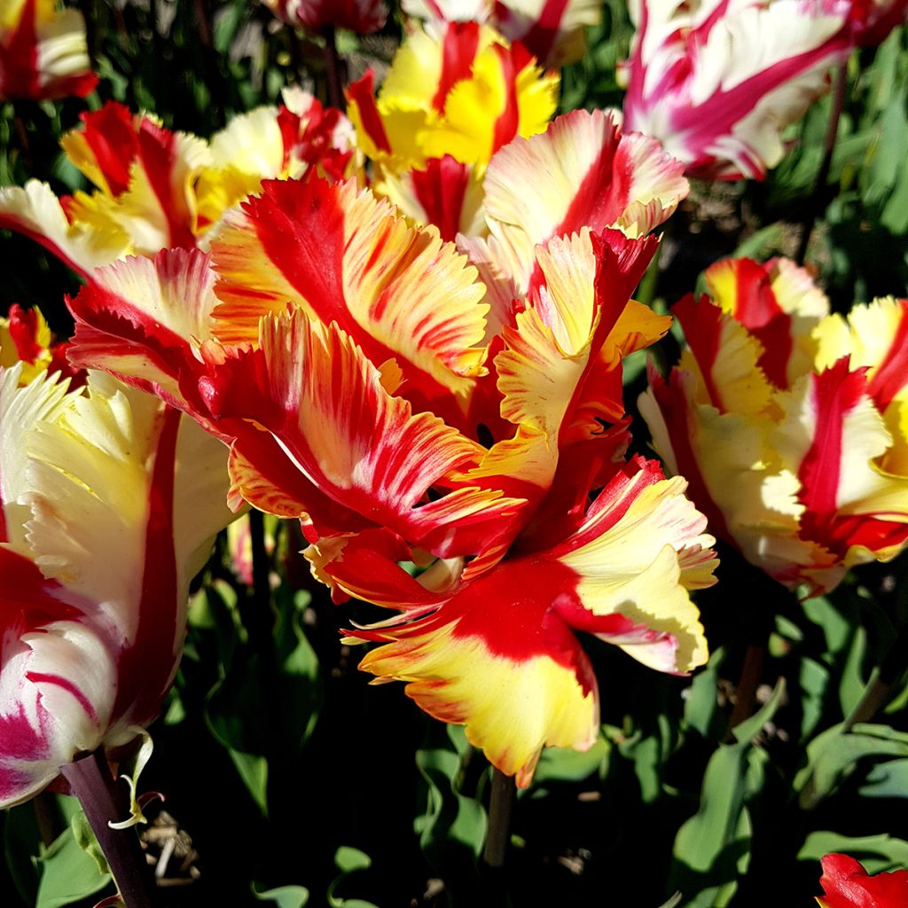 Tulipa Flaming Parrot - Papegaaitulp
