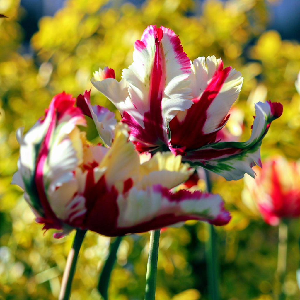 Tulipa Flaming Parrot - Papegaaitulp