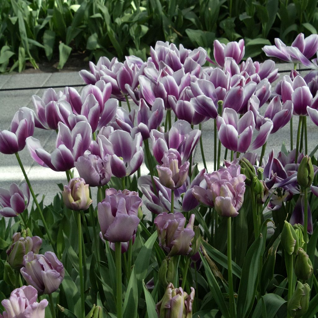 Tulipa James Last - Papegaaitulp