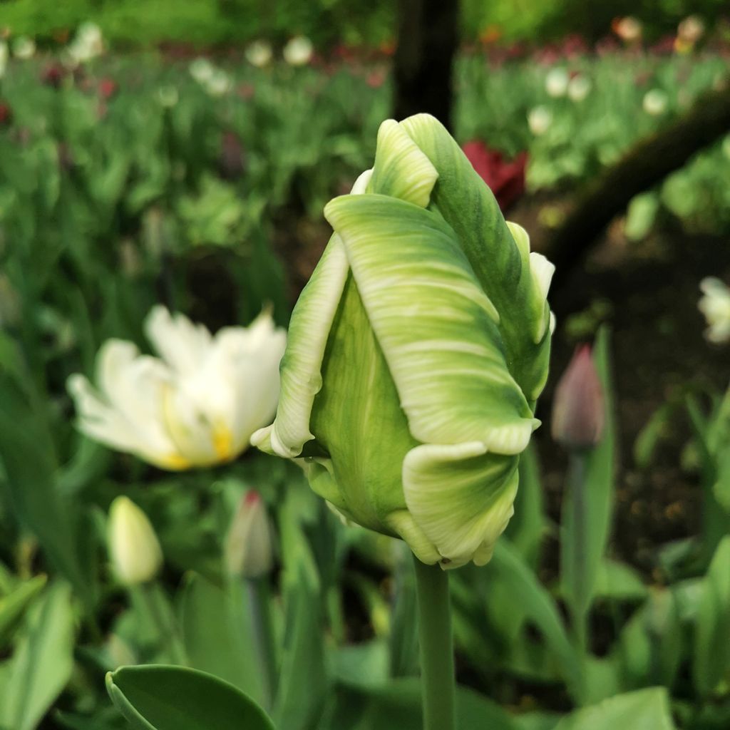 Tulipa Super Parrot - Papegaaitulp