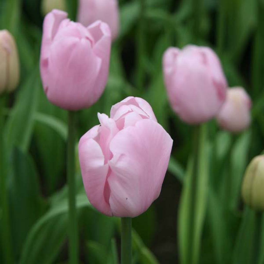 Tulipa Pink Diamond - Enkele late tulp