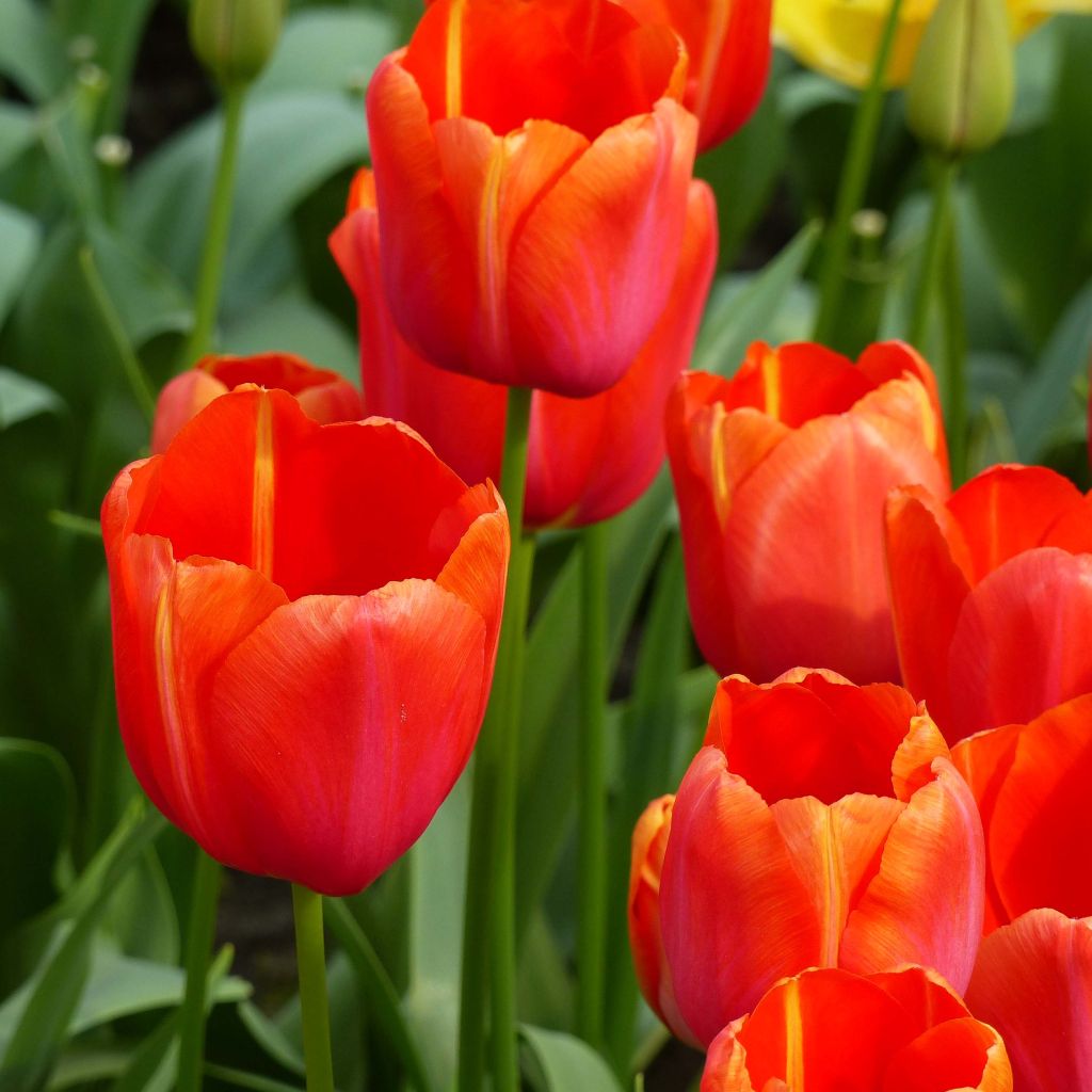 Tulipa Avignon - Grootbloemige voorjaarstulp