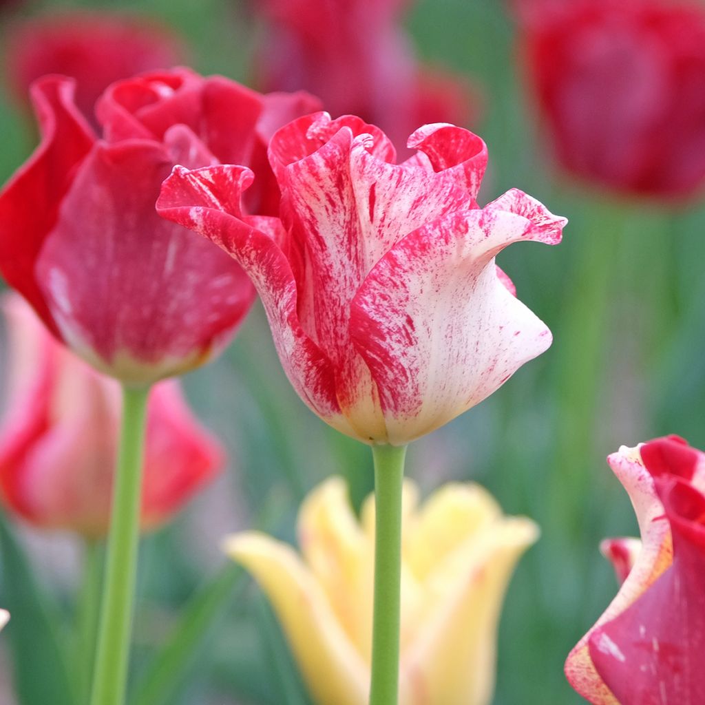 Tulipa Striped Crown - Triumphtulp