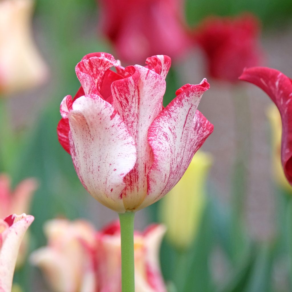 Tulipa Striped Crown - Triumphtulp