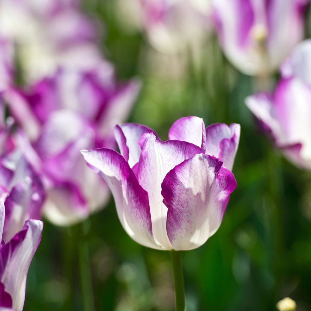 Tulipe Triumph Affaire - Triumphtulp