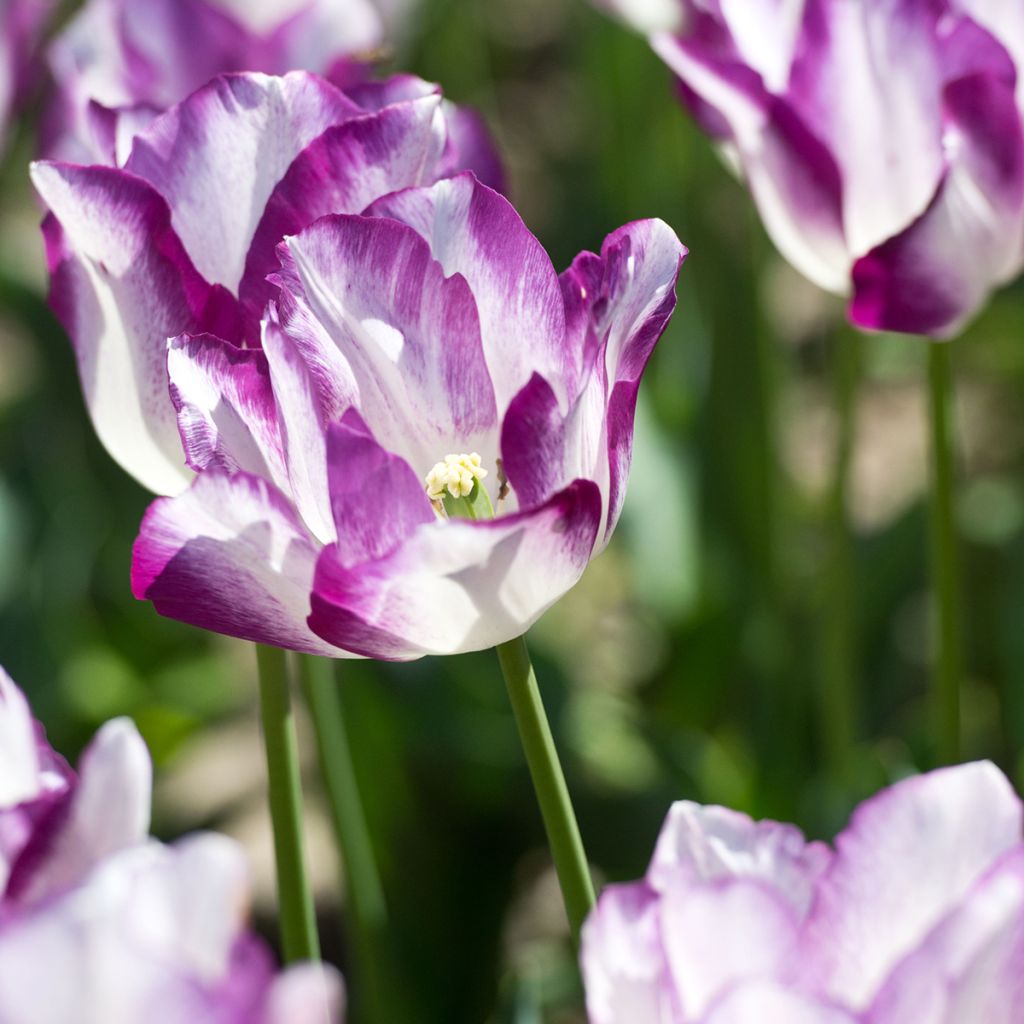 Tulipe Triumph Affaire - Triumphtulp