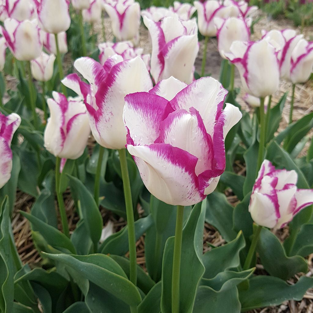 Tulipe Triumph Affaire - Triumphtulp