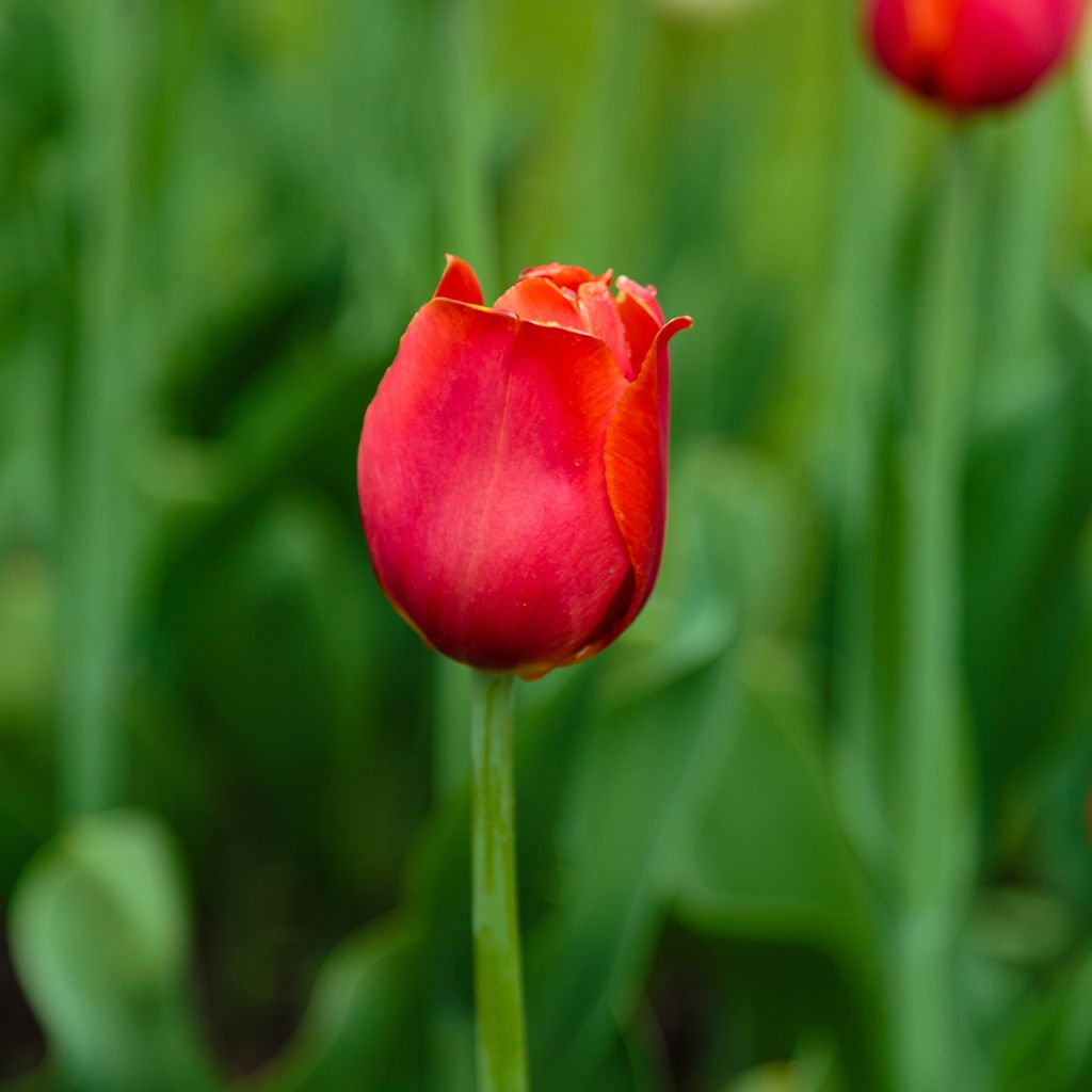 Tulipa Triumph Annie Schilder- Triumphtulp