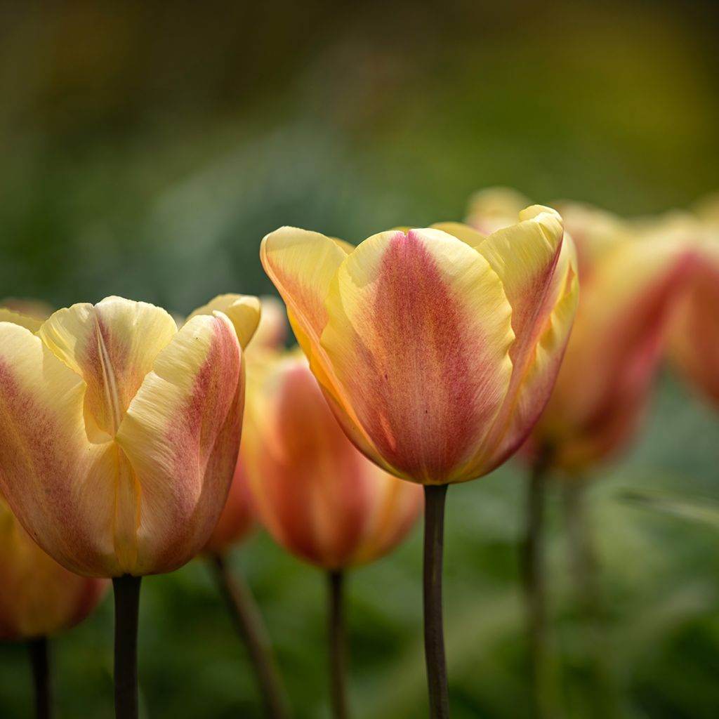Tulipe Triumph Apricot Foxx - Triumphtulp