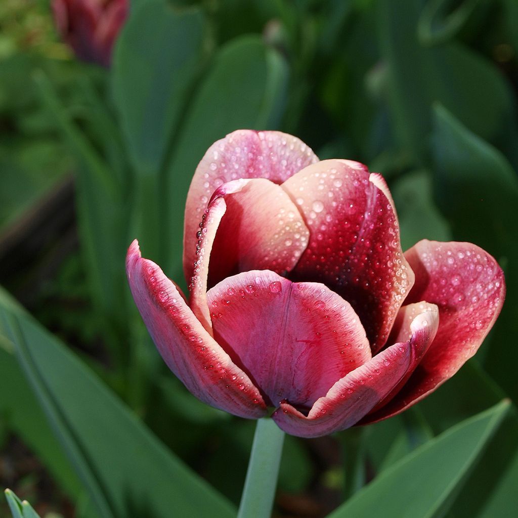 Tulipa Triumph Arabian Mistery- Triumphtulp
