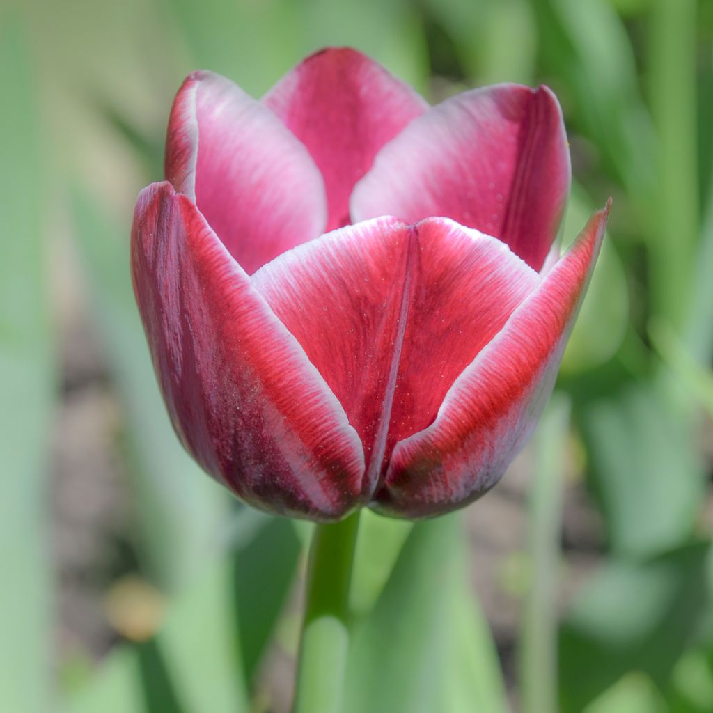 Tulipa Triumph Arabian Mistery- Triumphtulp