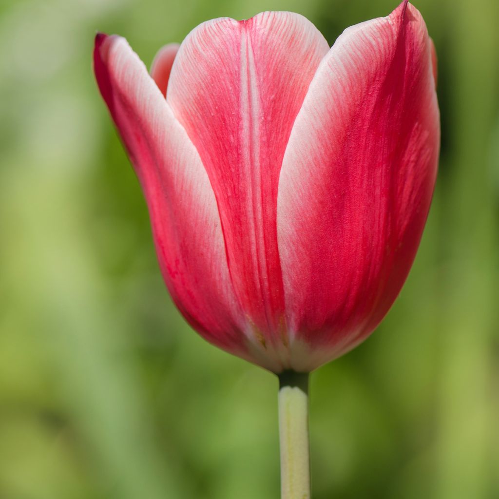 Tulipa Triumph Arabian Mistery- Triumphtulp