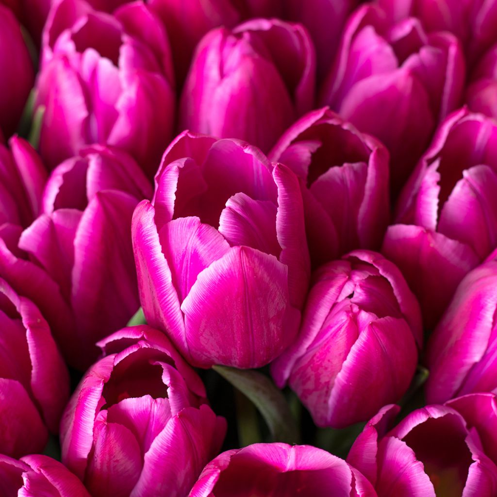 Tulipa Triumph Barcelona - Triumphtulp