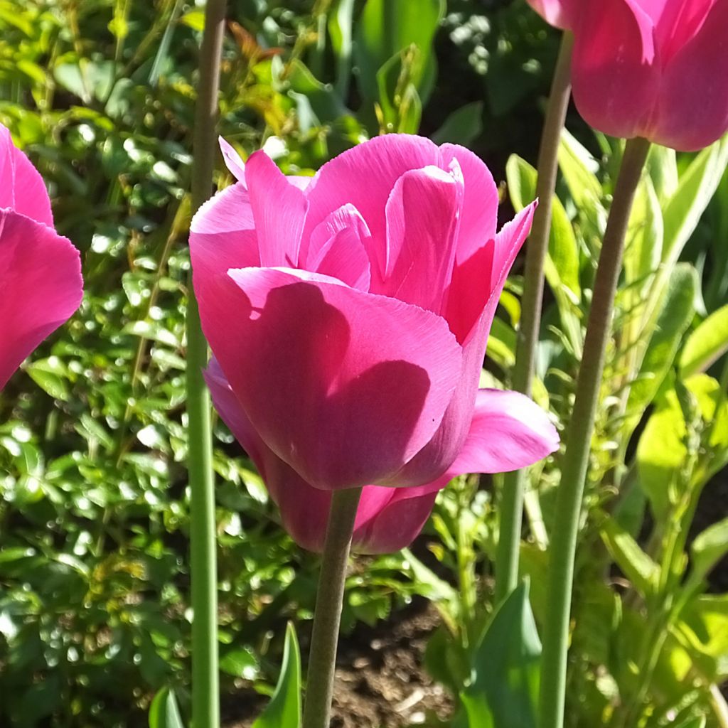 Tulipa Triumph Barcelona - Triumphtulp