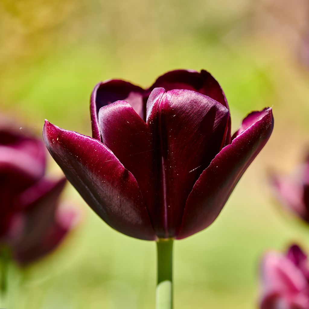 Tulipa Triumph Black Jack - Triumphtulp