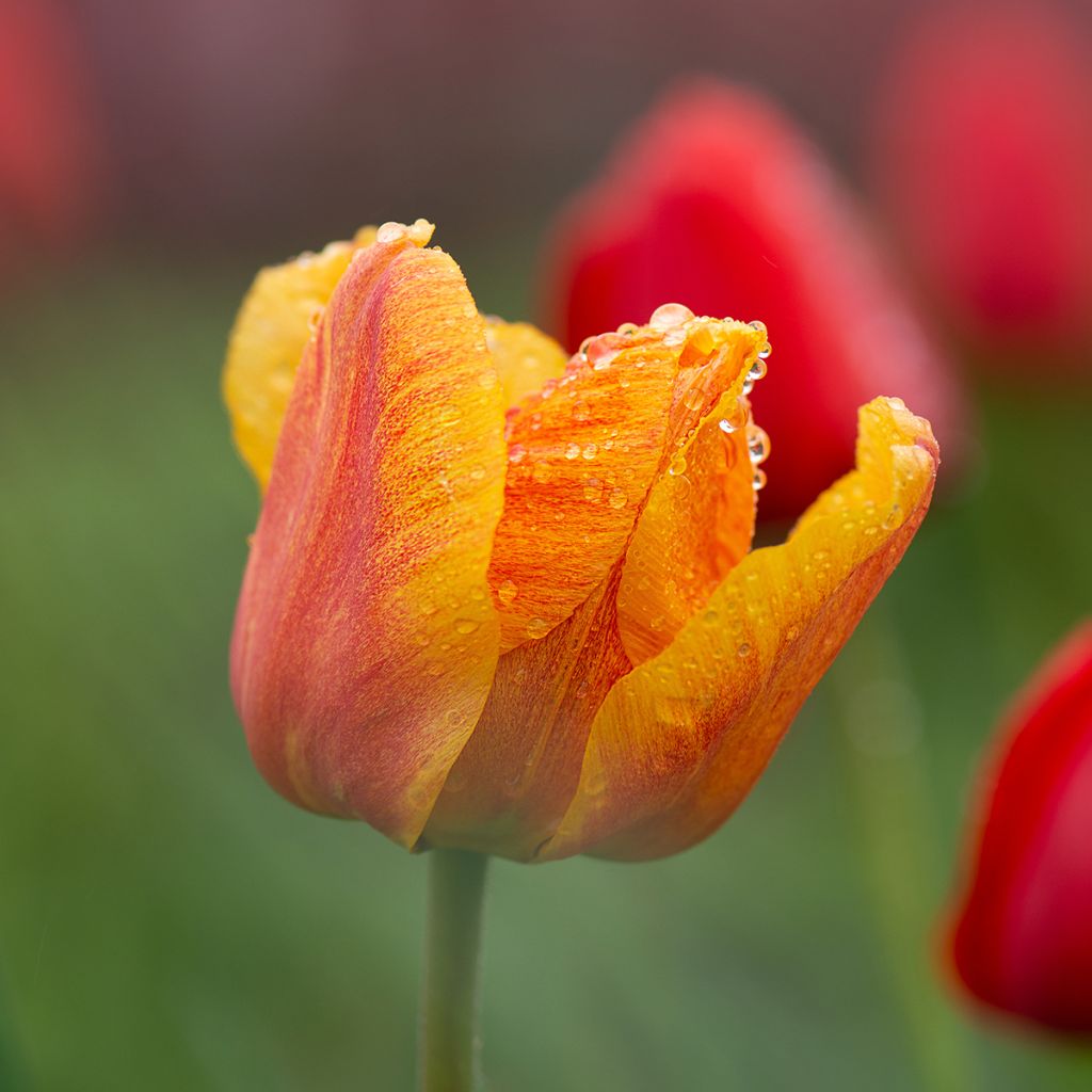 Tulipa Triumph Cairo - Triumphtulp