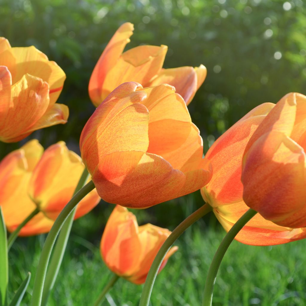 Tulipa Triumph Cairo - Triumphtulp