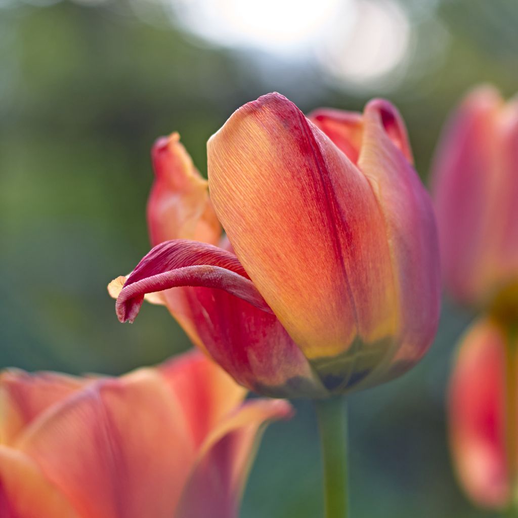 Tulipa Triumph Cairo - Triumphtulp