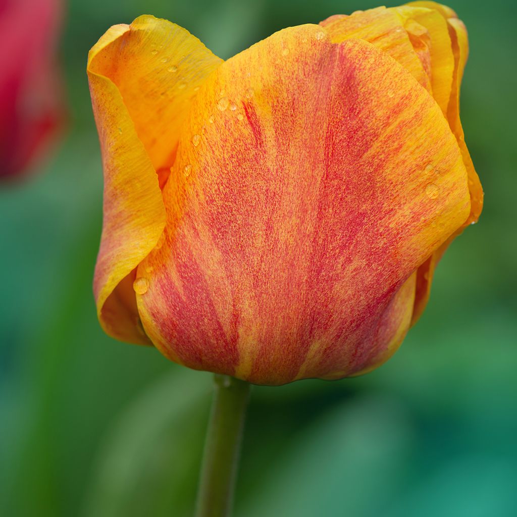 Tulipa Triumph Cairo - Triumphtulp