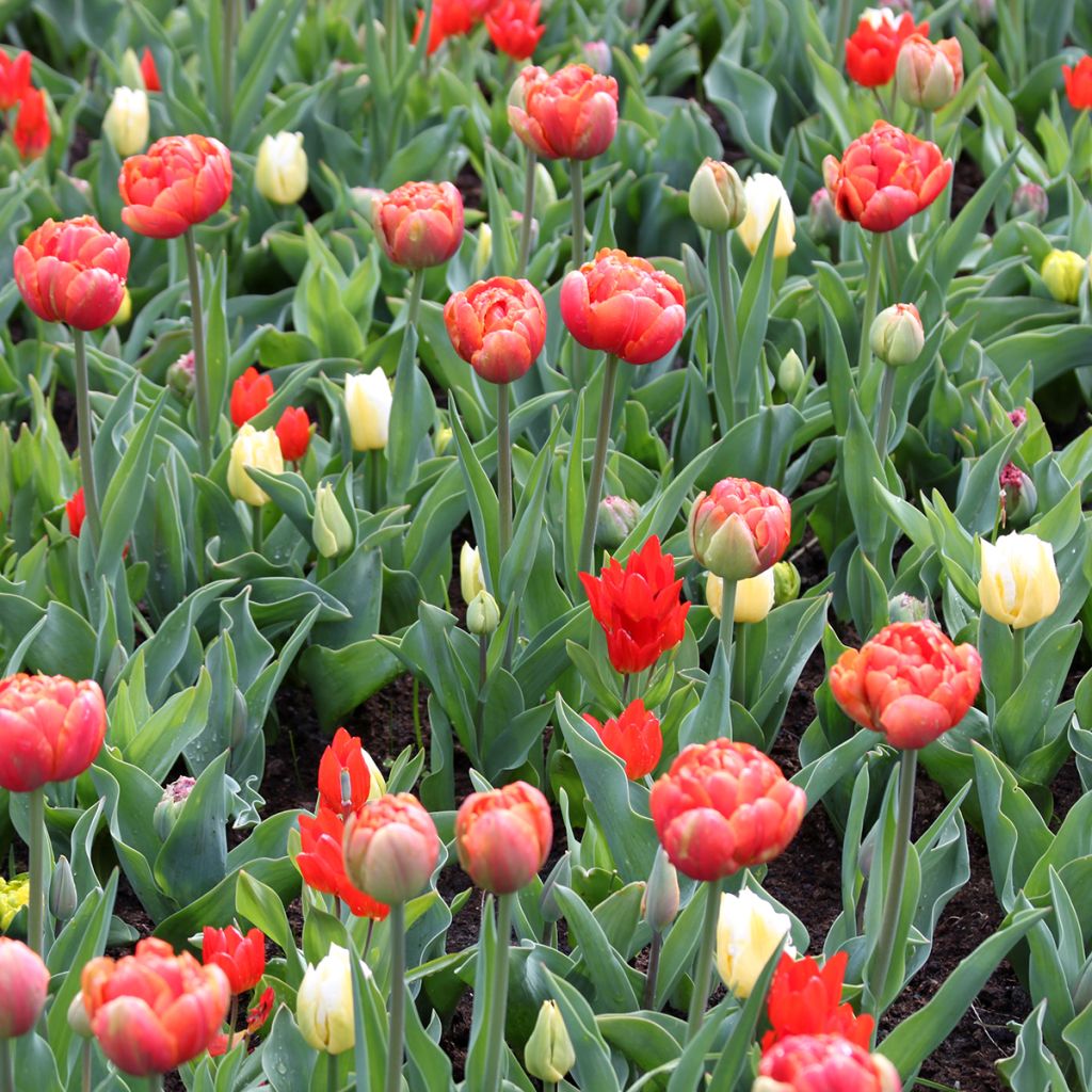 Tulipa Triumph Calgary Flames - Triumphtulp