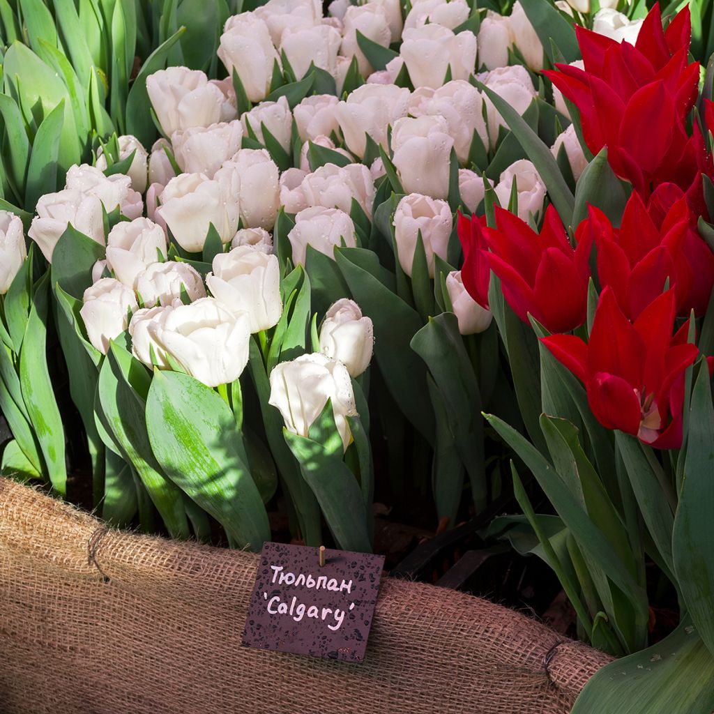 Tulipa Triumph Calgary - Triumphtulp