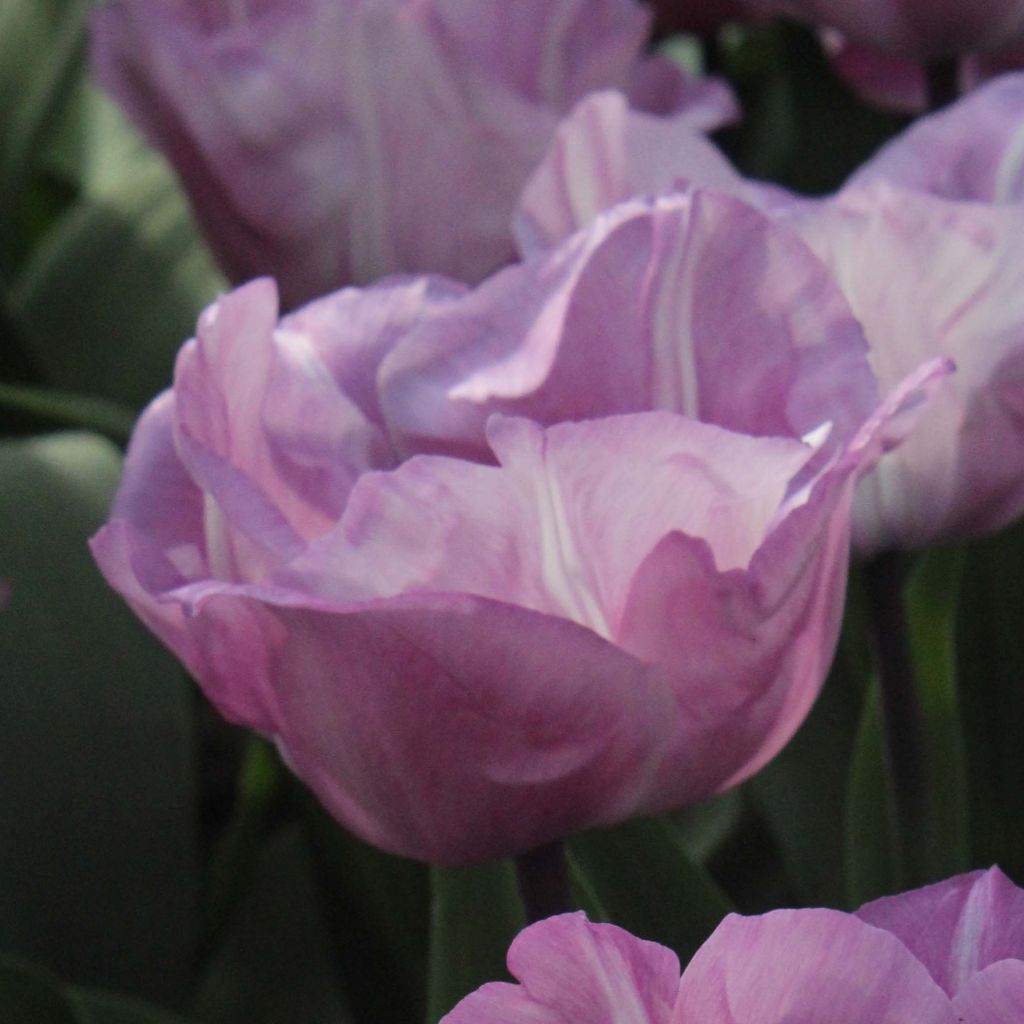 Tulipe Triomphe Carré