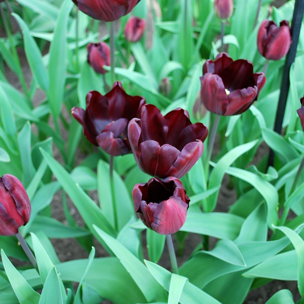 Tulipe Triumph Continental - Triumphtulp
