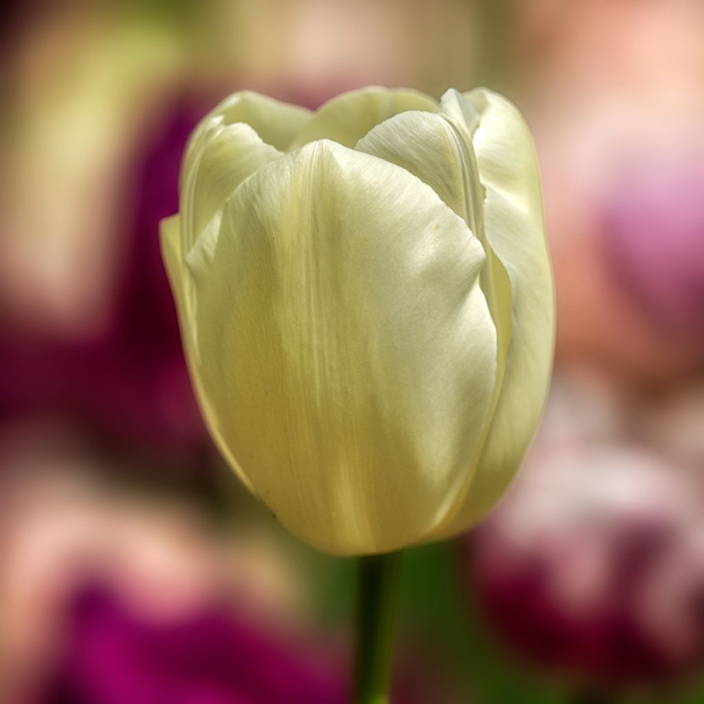 Tulipe Triumph Creme Flag - Triumphtulp