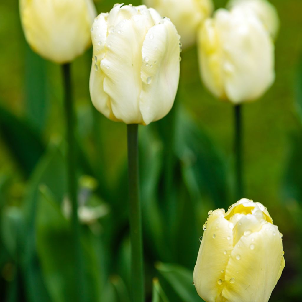 Tulipe Triumph Creme Flag - Triumphtulp