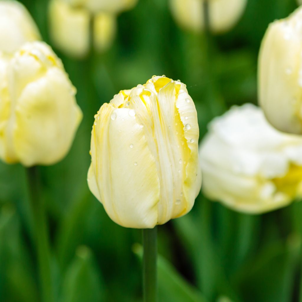 Tulipe Triumph Creme Flag - Triumphtulp