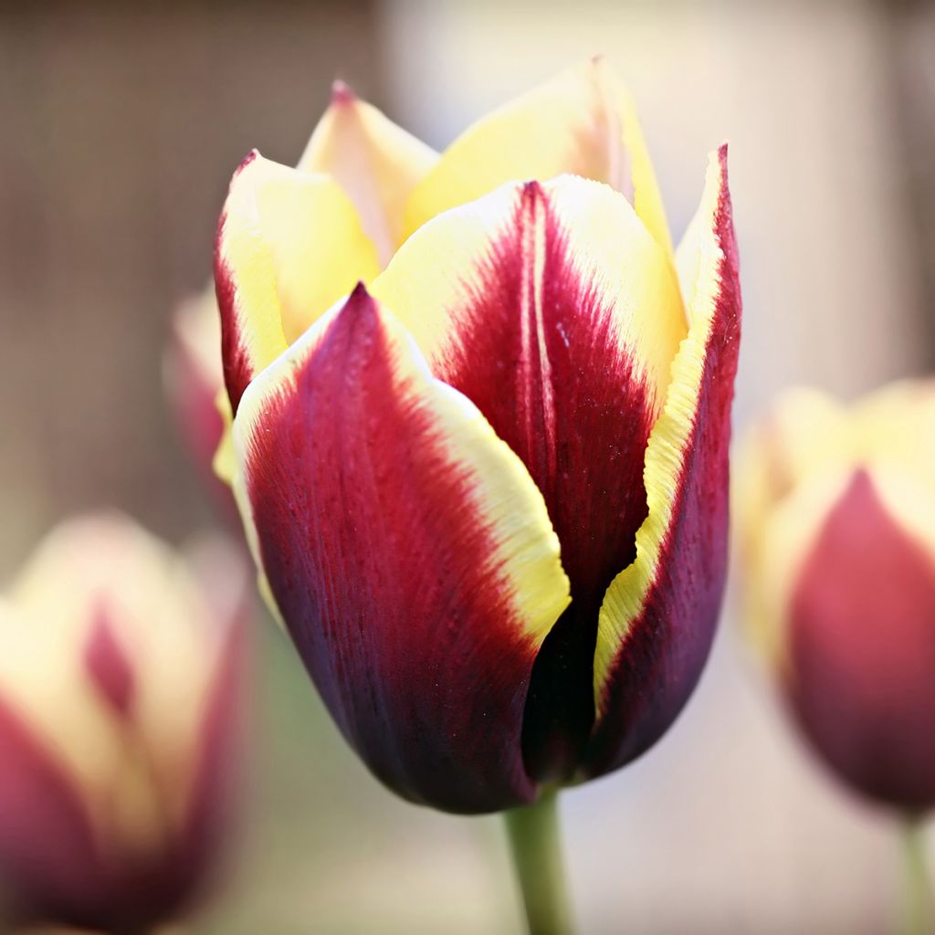 Tulipe Triumph Gavota - Triumphtulp