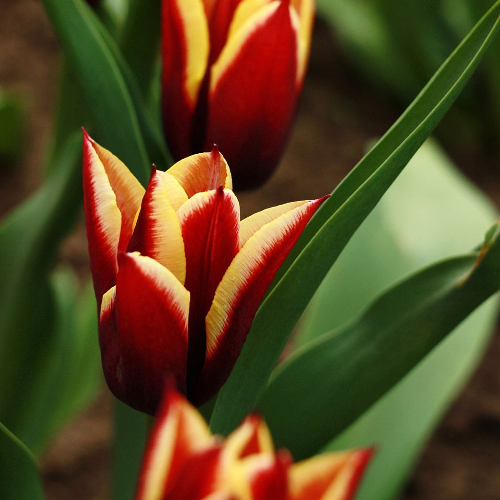 Tulipe Triumph Gavota - Triumphtulp