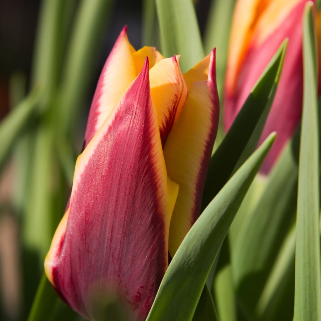 Tulipe Triumph Gavota - Triumphtulp