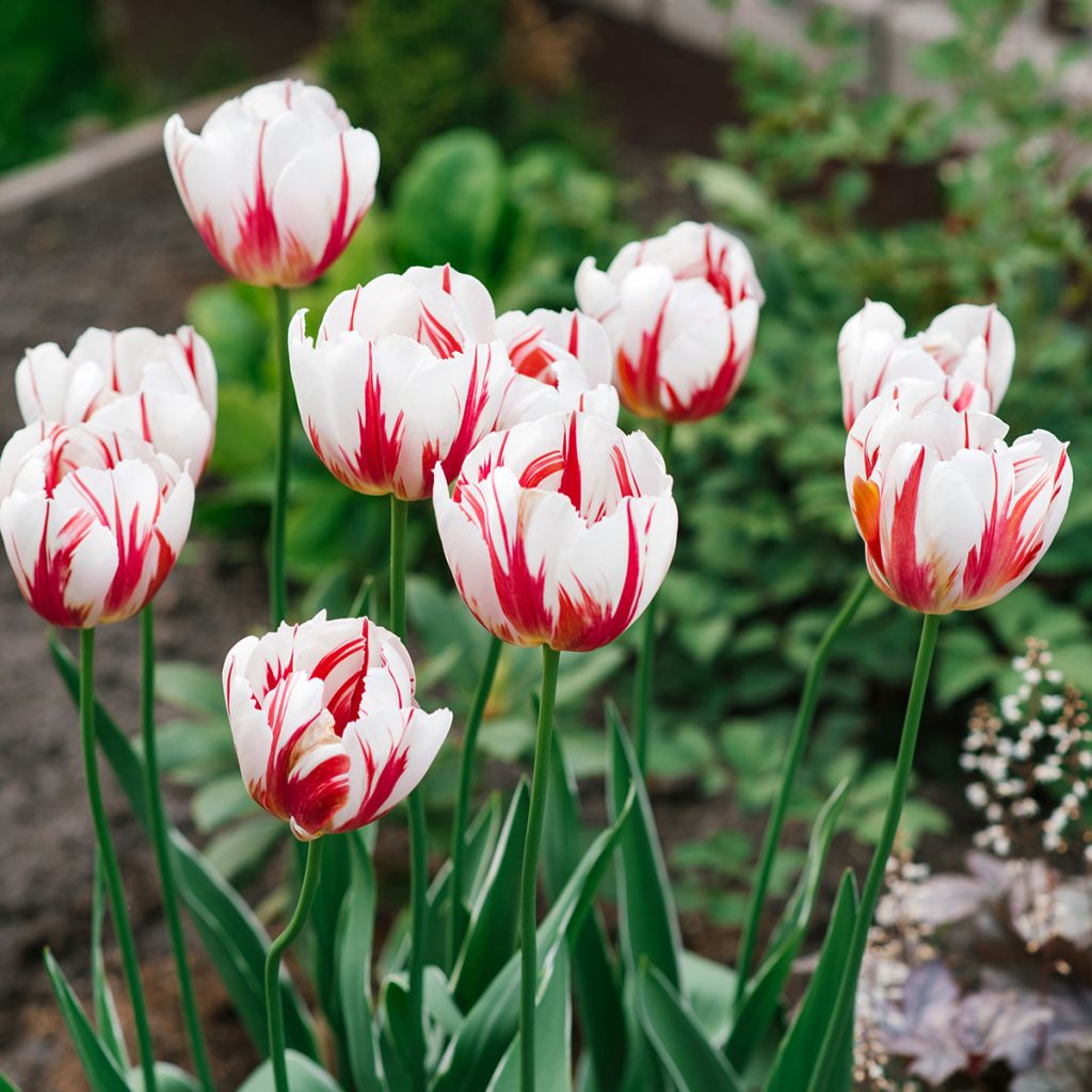 Tulipa Triumph Happy Generation - Triumphtulp