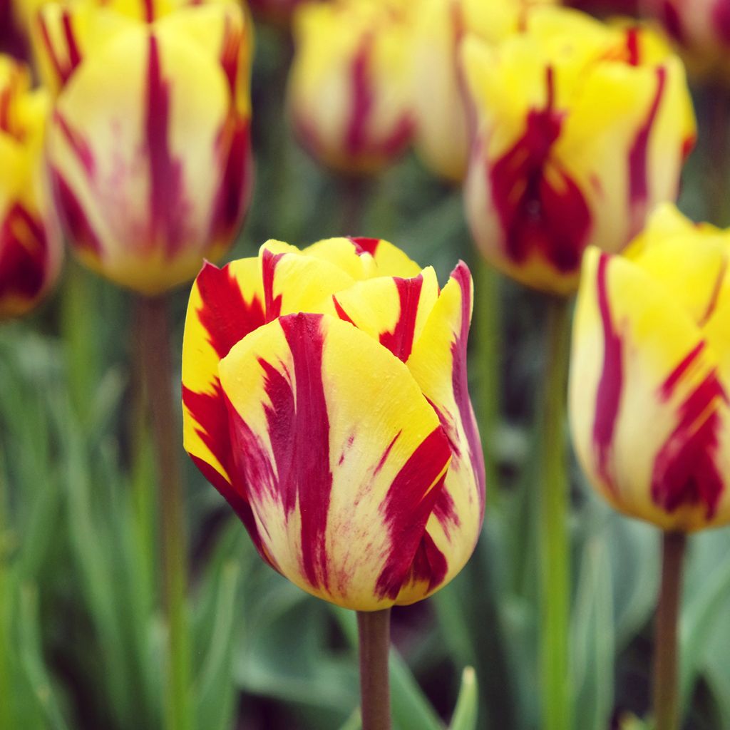Tulipa Triumph Helmar - Triumphtulp