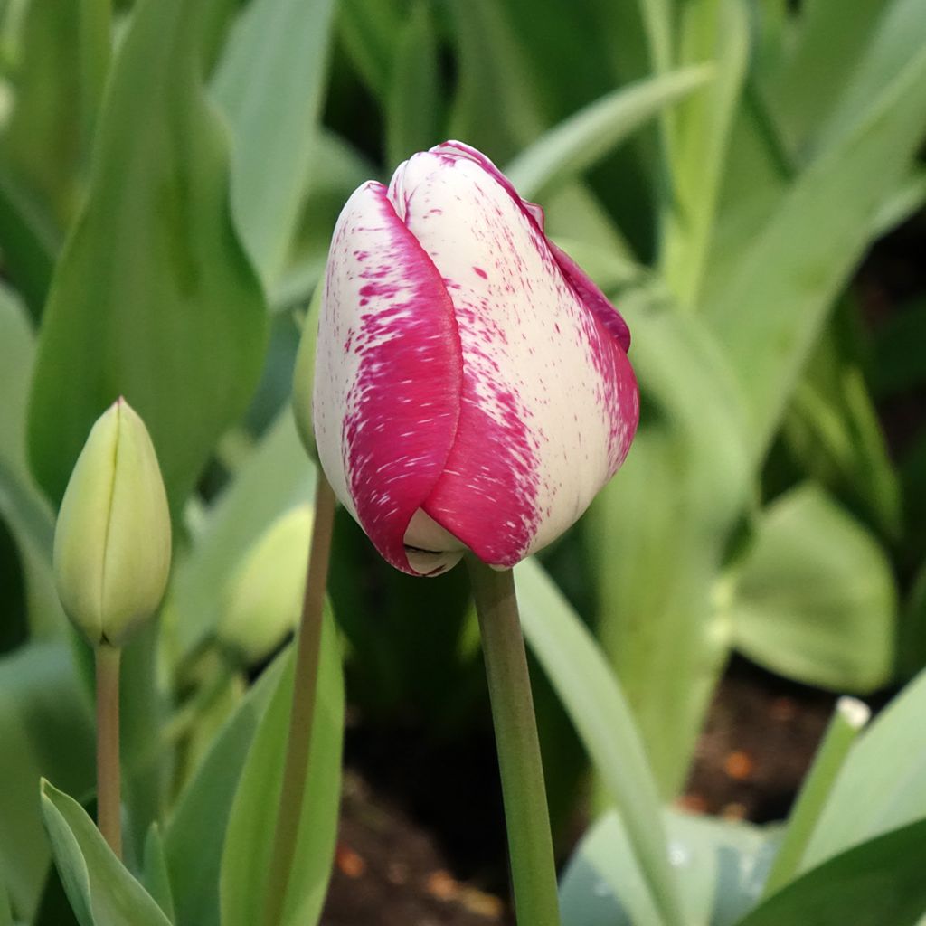 Tulipe Triumph Hot Pants - Triumphtulp