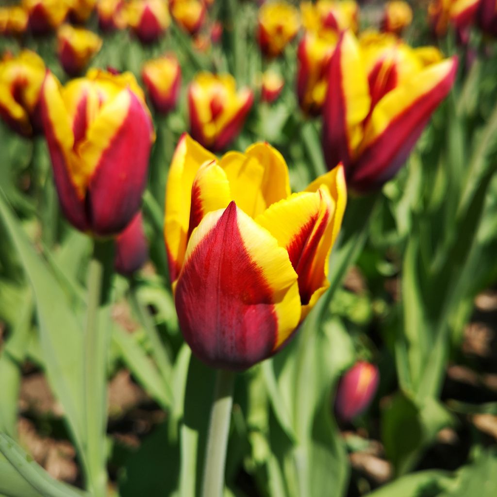 Tulipe Triumph Kees Nelis - Triumphtulp
