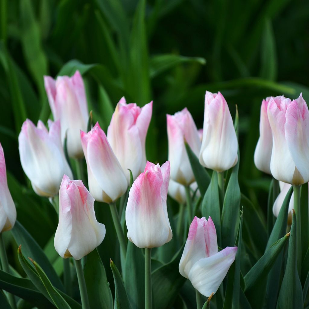 Tulipa Triumph Kyoko Takahashi - Triumphtulp