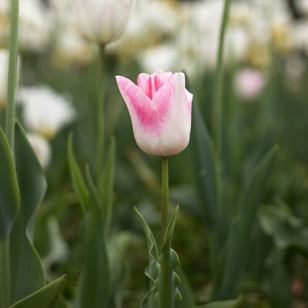 Tulipa Triumph Kyoko Takahashi - Triumphtulp