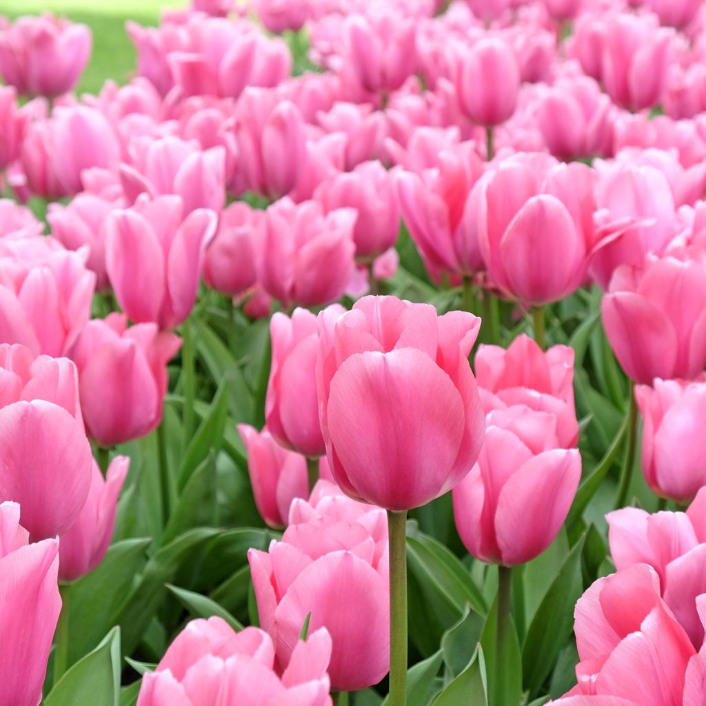 Tulipe Triumph Mistress - Triumphtulp