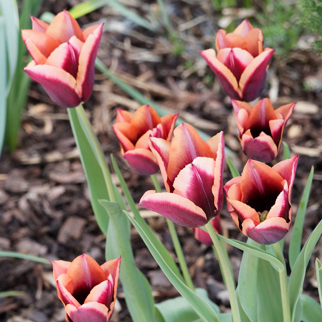 Tulipa Triumph Muvota - Triumphtulp