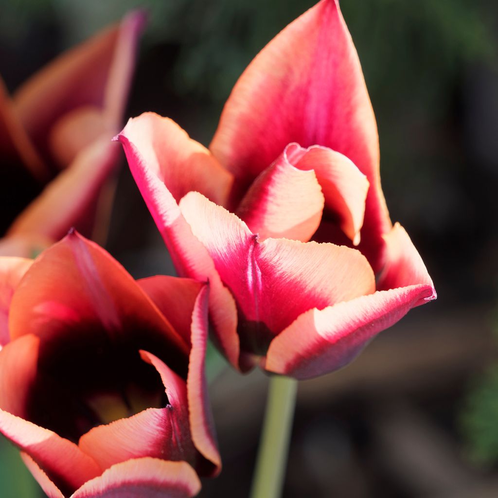 Tulipa Triumph Muvota - Triumphtulp