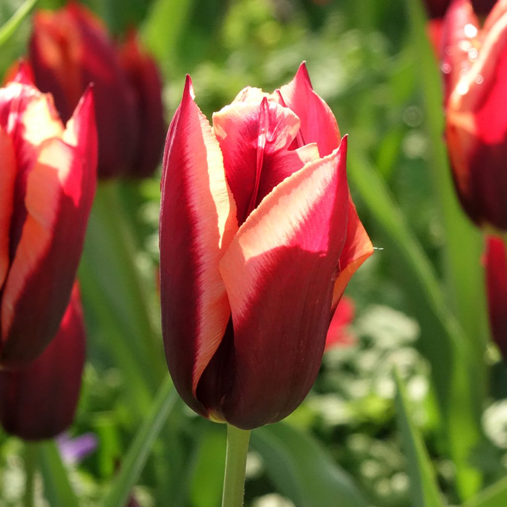 Tulipa Triumph Muvota - Triumphtulp