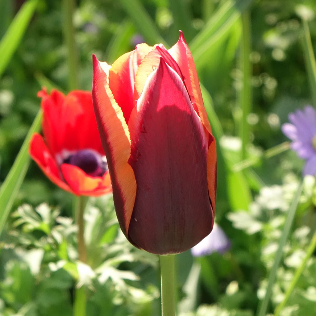 Tulipa Triumph Muvota - Triumphtulp