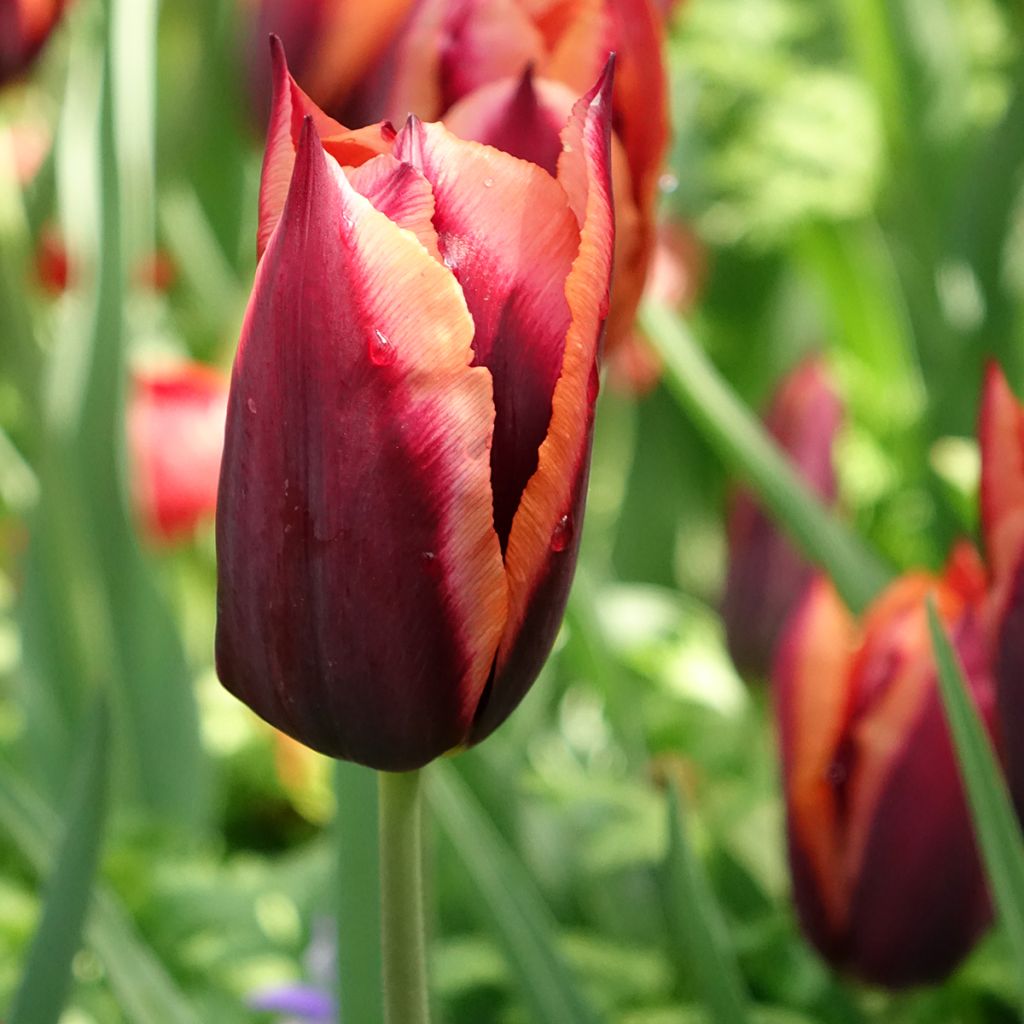 Tulipa Triumph Muvota - Triumphtulp