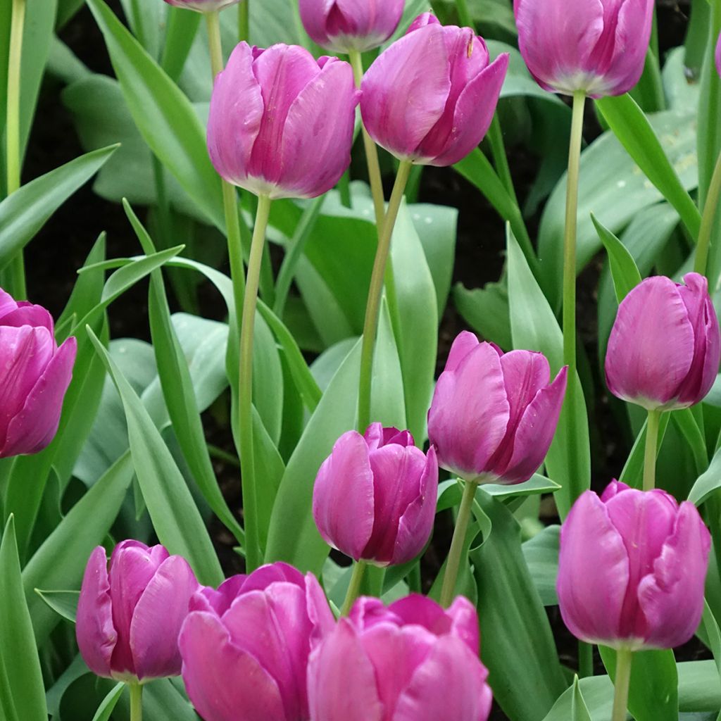 Tulipa Triumph Negrita - Triumphtulp